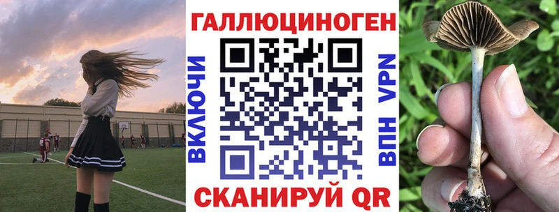 Купить  Данилов  Галлюциногенные грибы Psilocybine cubensis 